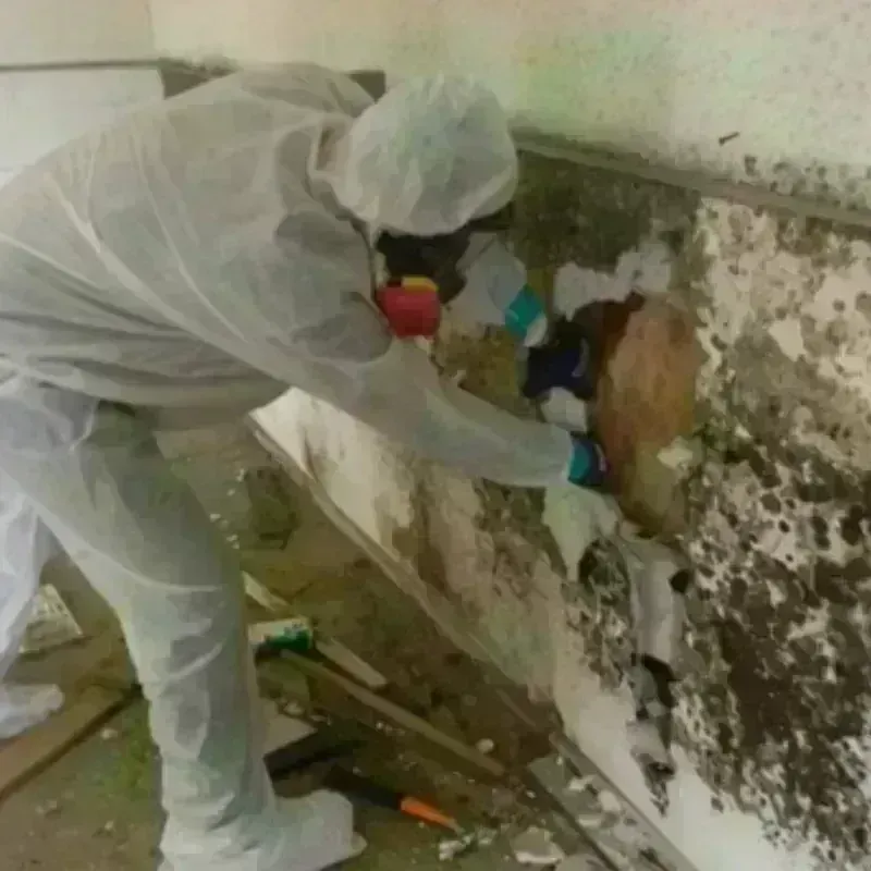 Mold Remediation and Removal in Greenwood, SC